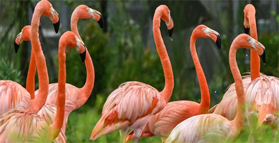 Flamingos blown off course by Hurricane force winds