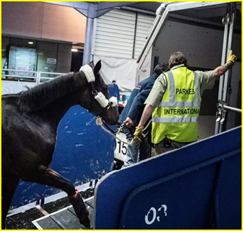 Horse gets out of its container causing the plane to return to airport